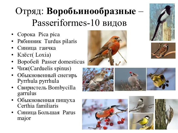 Отряд: Воробьинообразные – Passeriformes-10 видов Сорока Pica pica Рябинник Turdus pilaris
