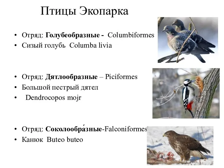 Птицы Экопарка Отряд: Голубеобразные - Сolumbiformes Сизый голубь Columba livia Отряд: