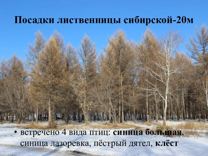 Посадки лиственницы сибирской-20м встречено 4 вида птиц: синица большая, синица лазоревка, пёстрый дятел, клёст