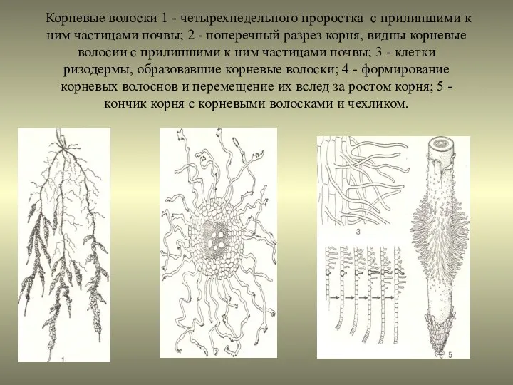 Корневые волоски 1 - четырехнедельного проростка с прилипшими к ним частицами