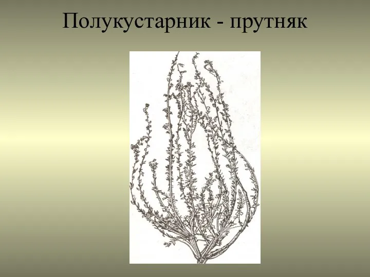 Полукустарник - прутняк