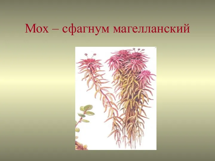 Мох – сфагнум магелланский