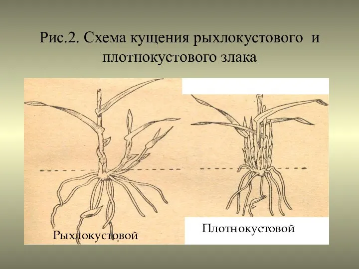 Рис.2. Схема кущения рыхлокустового и плотнокустового злака Рыхлокустовой Плотнокустовой