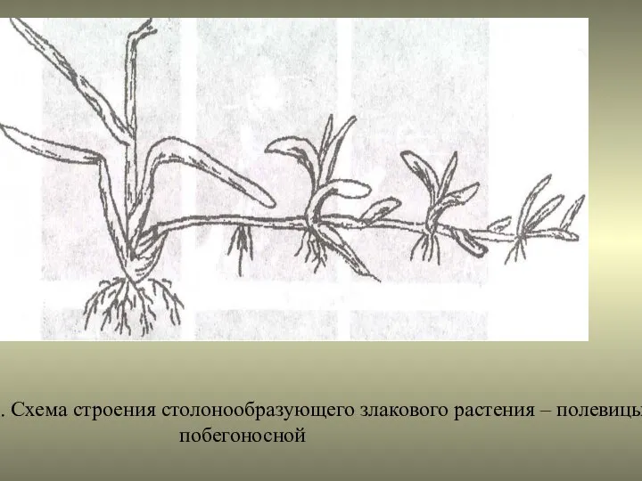 Рис. 4. Схема строения столонообразующего злакового растения – полевицы побегоносной