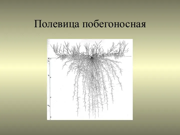 Полевица побегоносная