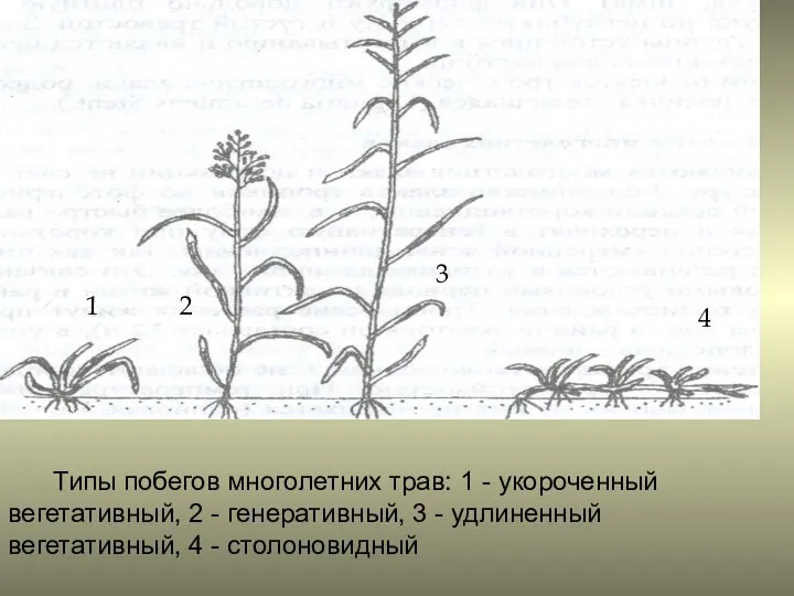 Типы побегов многолетних трав: 1 - укороченный вегетативный, 2 - генеративный,