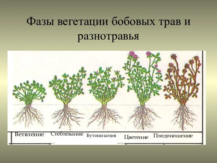 Фазы вегетации бобовых трав и разнотравья Ветвление Стеблевание Бутонизация Цветение Плодоношение