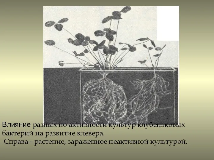 Влияние разных по активности культур клубеньковых бактерий на развитие клевера. Справа - растение, зараженное неактивной культурой.