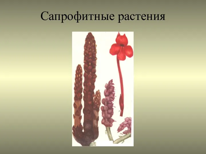 Сапрофитные растения