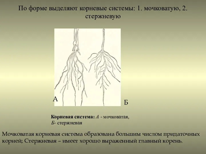 По форме выделяют корневые системы: 1. мочковатую, 2. стержневую Корневая система: