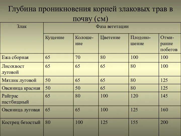 Глубина проникновения корней злаковых трав в почву (см)