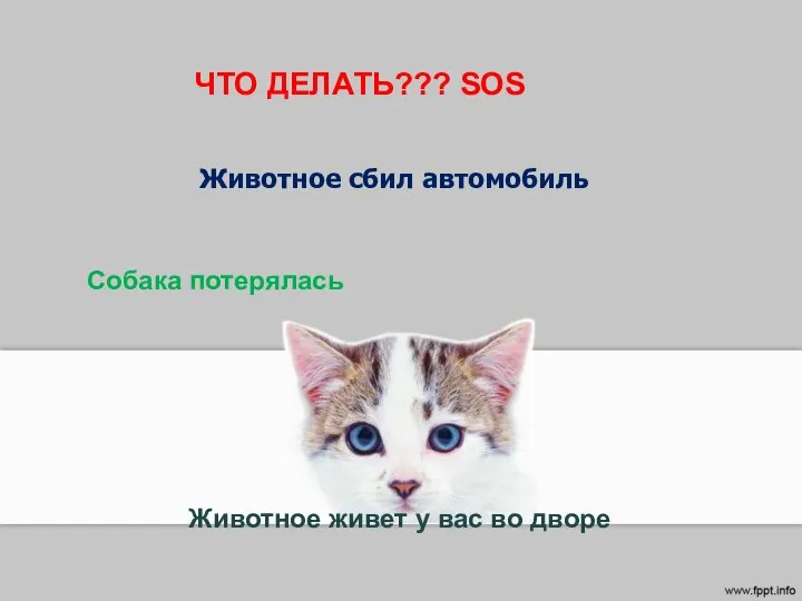 Животное сбил автомобиль Собака потерялась Животное живет у вас во дворе ЧТО ДЕЛАТЬ??? SOS