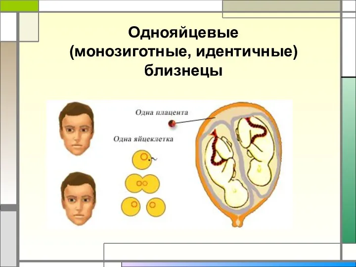 Однояйцевые (монозиготные, идентичные) близнецы