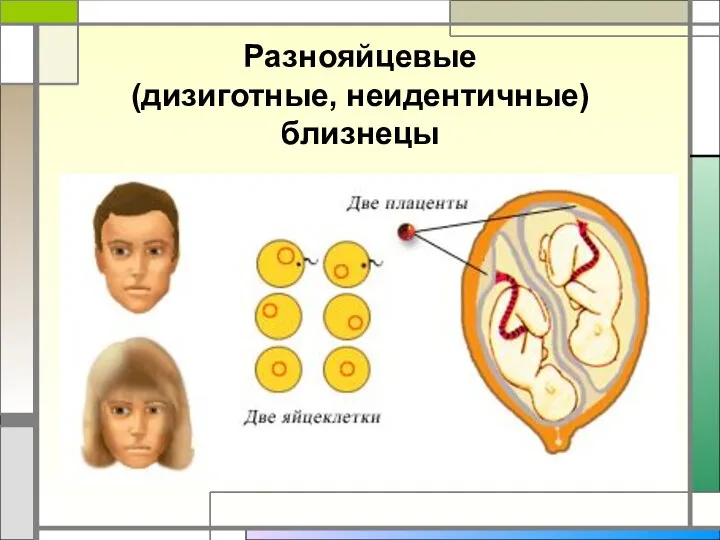 Разнояйцевые (дизиготные, неидентичные) близнецы