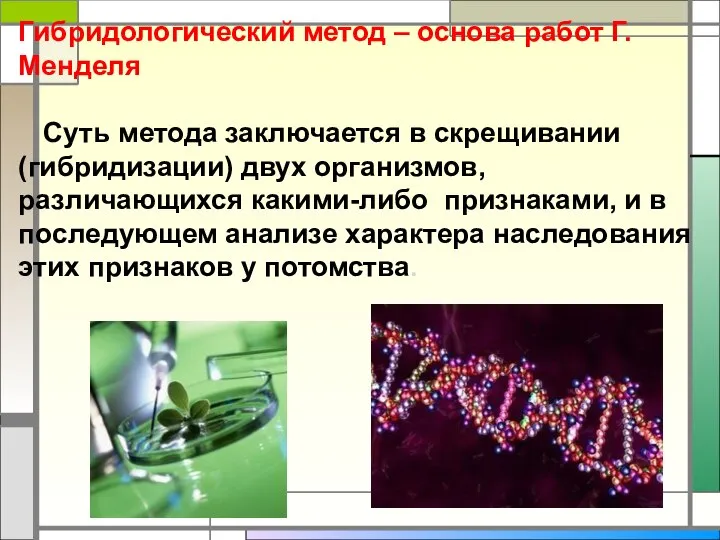 Гибридологический метод – основа работ Г. Менделя Суть метода заключается в