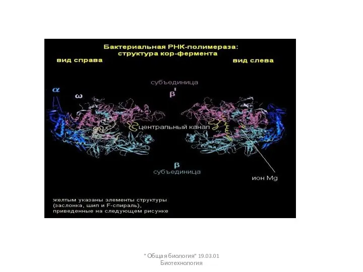 " Общая биология" 19.03.01 Биотехнология
