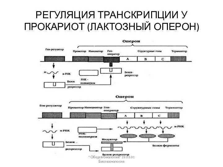 РЕГУЛЯЦИЯ ТРАНСКРИПЦИИ У ПРОКАРИОТ (ЛАКТОЗНЫЙ ОПЕРОН) " Общая биология" 19.03.01 Биотехнология