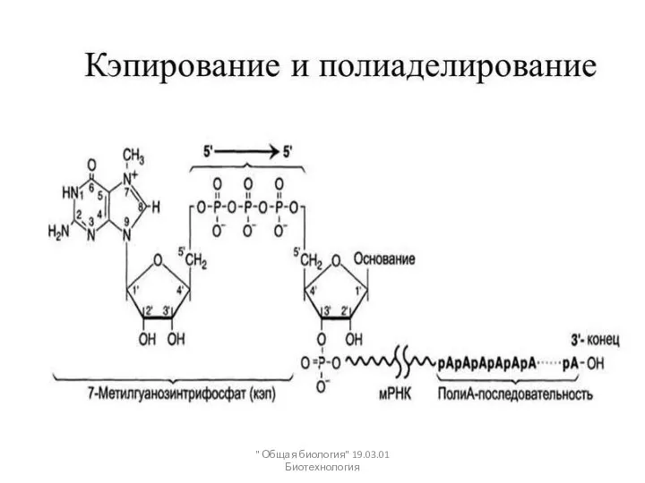 " Общая биология" 19.03.01 Биотехнология