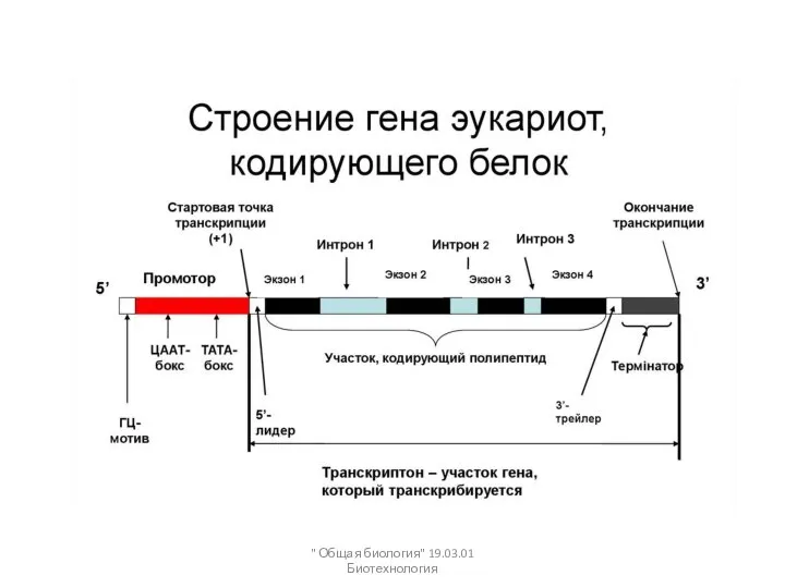 " Общая биология" 19.03.01 Биотехнология