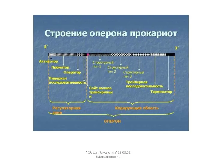 " Общая биология" 19.03.01 Биотехнология