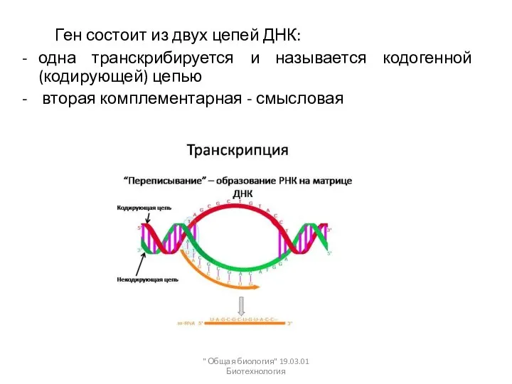 Ген состоит из двух цепей ДНК: одна транскрибируется и называется кодогенной