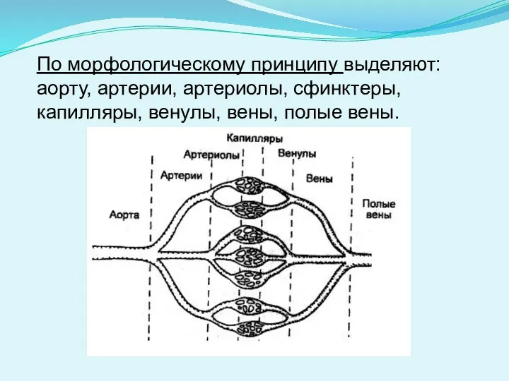 По морфологическому принципу выделяют: аорту, артерии, артериолы, сфинктеры, капилляры, венулы, вены, полые вены.