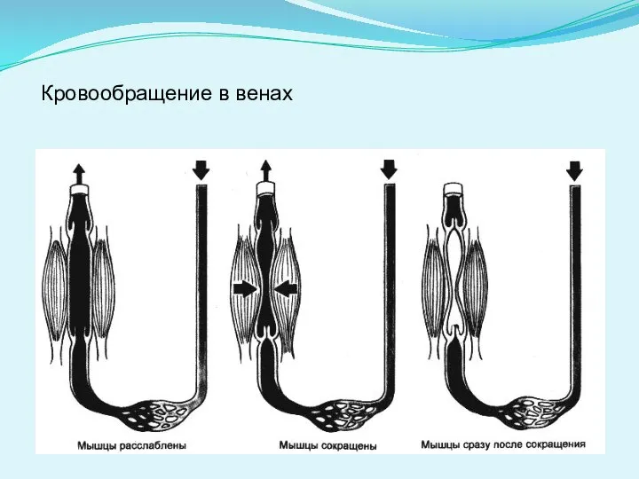 Кровообращение в венах