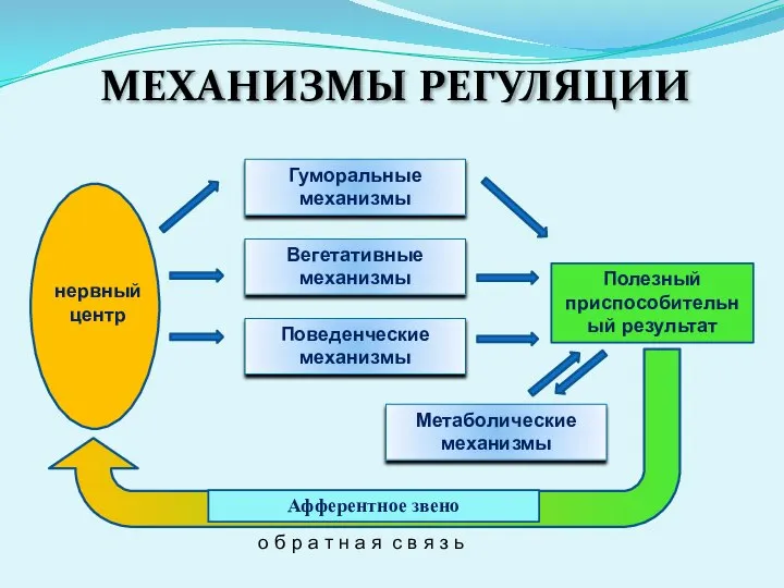 Гуморальные механизмы Вегетативные механизмы Поведенческие механизмы Метаболические механизмы Полезный приспособительный результат