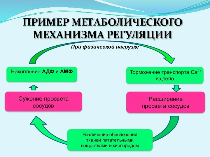 ПРИМЕР МЕТАБОЛИЧЕСКОГО МЕХАНИЗМА РЕГУЛЯЦИИ При физической нагрузке Торможение транспорта Ca2+ из депо