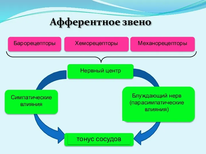 Афферентное звено Симпатические влияния