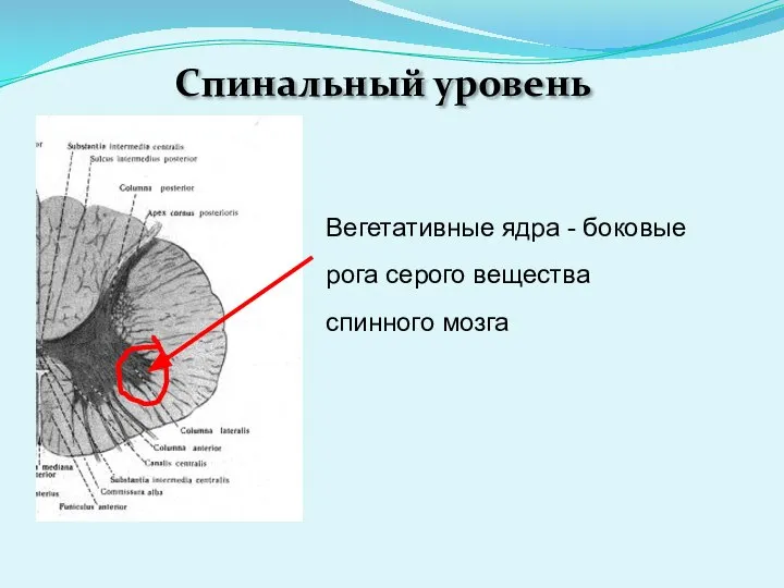 Спинальный уровень Вегетативные ядра - боковые рога серого вещества спинного мозга