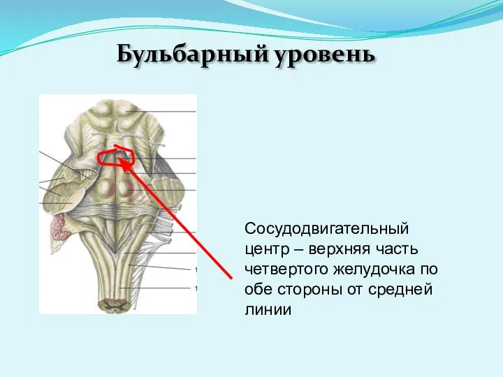 Бульбарный уровень Сосудодвигательный центр – верхняя часть четвертого желудочка по обе стороны от средней линии