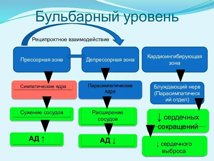 Бульбарный уровень Прессорная зона Кардиоингибирующая зона Депрессорная зона Блуждающий нерв (Парасимпатический отдел) Реципроктное взаимодействие