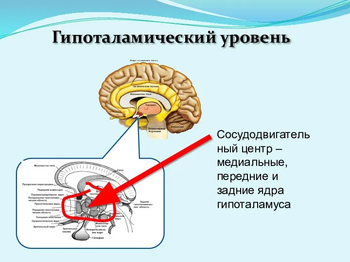 Гипоталамический уровень Сосудодвигательный центр – медиальные, передние и задние ядра гипоталамуса