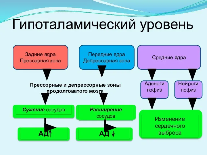 Гипоталамический уровень Задние ядра Прессорная зона Средние ядра Передние ядра Депрессорная