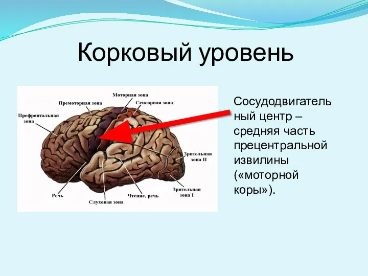 Корковый уровень Сосудодвигательный центр – средняя часть прецентральной извилины («моторной коры»).