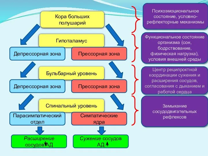 Кора больших полушарий Гипоталамус Депрессорная зона Прессорная зона Бульбарный уровень Депрессорная