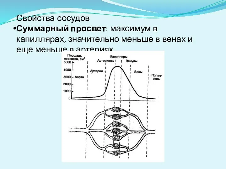 Свойства сосудов Суммарный просвет: максимум в капиллярах, значительно меньше в венах и еще меньше в артериях.