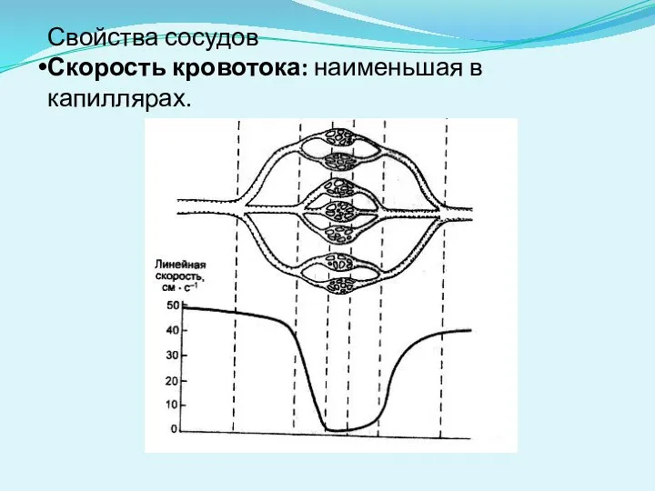 Свойства сосудов Скорость кровотока: наименьшая в капиллярах.