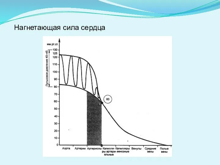 Нагнетающая сила сердца