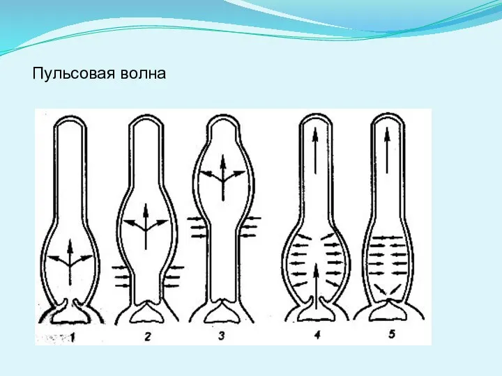 Пульсовая волна