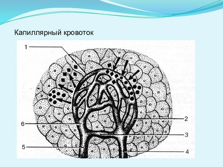 Капиллярный кровоток