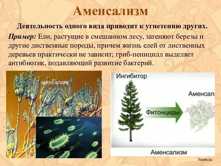 Аменсализм . Деятельность одного вида приводит к угнетению других. Пример: Ели,