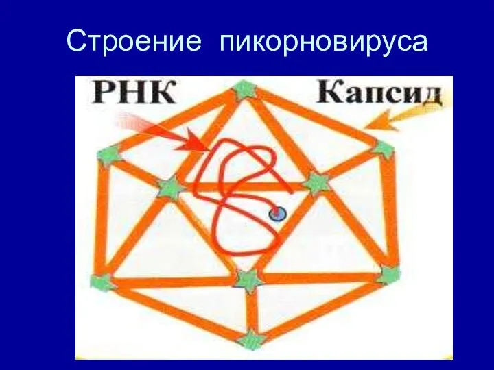 Строение пикорновируса