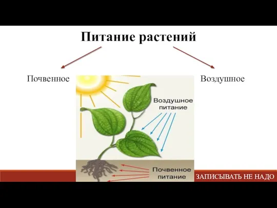 Питание растений Почвенное Воздушное ЗАПИСЫВАТЬ НЕ НАДО