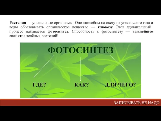 Растения — уникальные организмы! Они способны на свету из углекислого газа