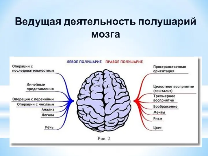 Ведущая деятельность полушарий мозга