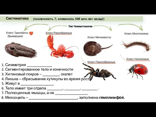 Текст 1 Текст 2 1. Симметрия _____________ 2. Сегментированное тело и