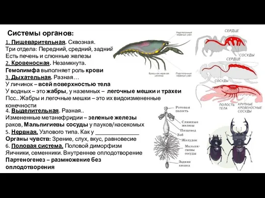 Системы органов: 1. Пищеварительная. Сквозная. Три отдела: Передний, средний, задний Есть