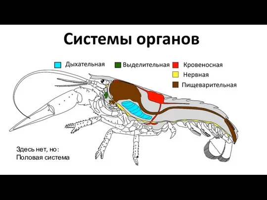 Текст 1 Текст 2 Здесь нет, но: Половая система